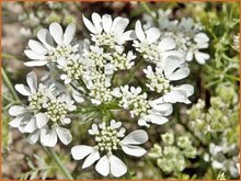 White Laceflower White-Laceflower