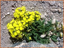 Whitlowgrass