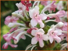Whorlflower Whorlflower