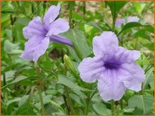 Wild Petunia Wild-Petunia