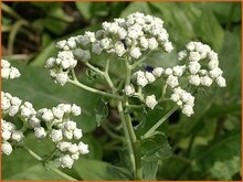 Wild-Quinine