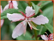 Willow-Herb