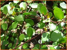Wire-Vine