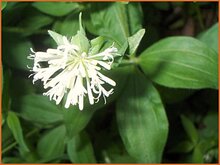 Woodruff Woodruff