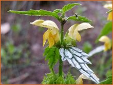 Yellow Archangel Yellow-Archangel