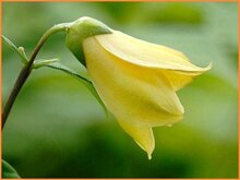 Yellow Waxbells Yellow-Waxbells