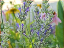 Botanische-Namen
