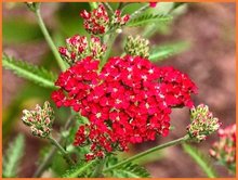 Achillea