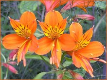 Alstroemeria