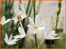 Anthericum