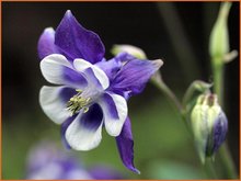 Aquilegia