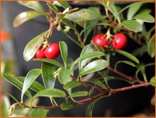 Arctostaphylos