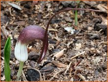 Arisarum