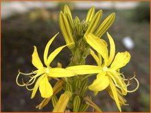 Asphodeline