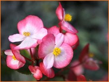 Begonia