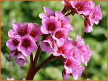 Bergenia