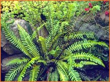 Blechnum