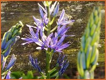 Camassia