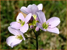 Cardamine