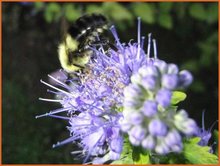 Caryopteris