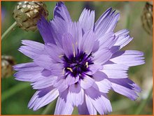 Catananche