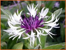 Centaurea