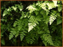 Cheilanthes