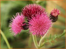 Cirsium