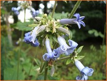 Clematis