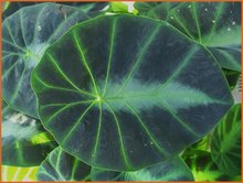 Colocasia