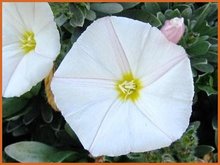 Convolvulus