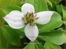 Cornus