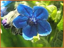 Cynoglossum