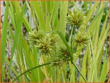 Cyperus