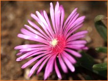 Delosperma