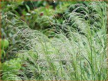 Deschampsia