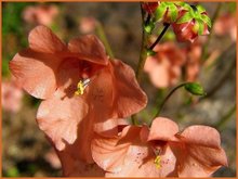 Diascia