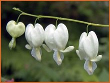 Dicentra