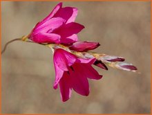 Dierama