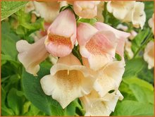 Digitalis