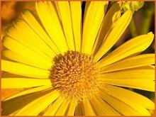 Doronicum