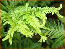 Dryopteris