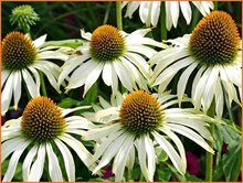 Echinacea