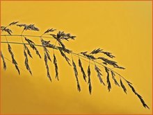 Eragrostis