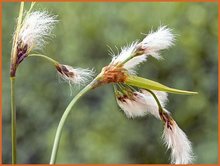 Eriophorum