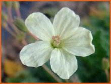 Erodium