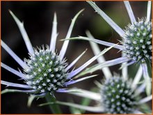 Eryngium