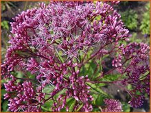 Eupatorium