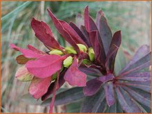 Euphorbia