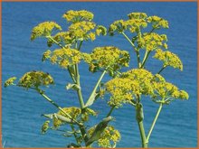 Ferula